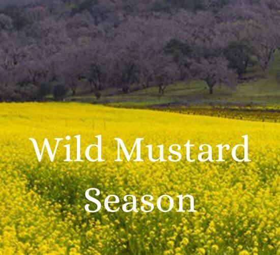Wild Mustard Season - February/March