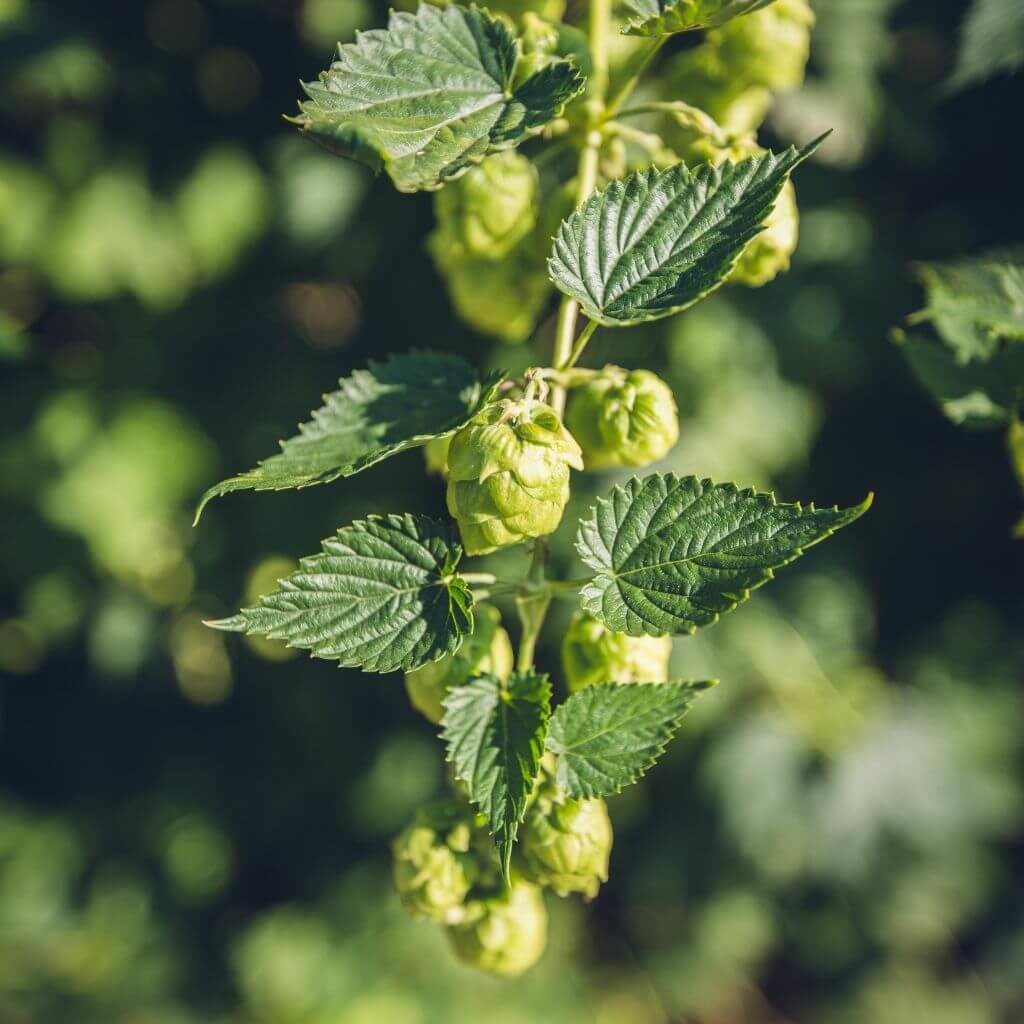 Soil Requirements For Growing Hops