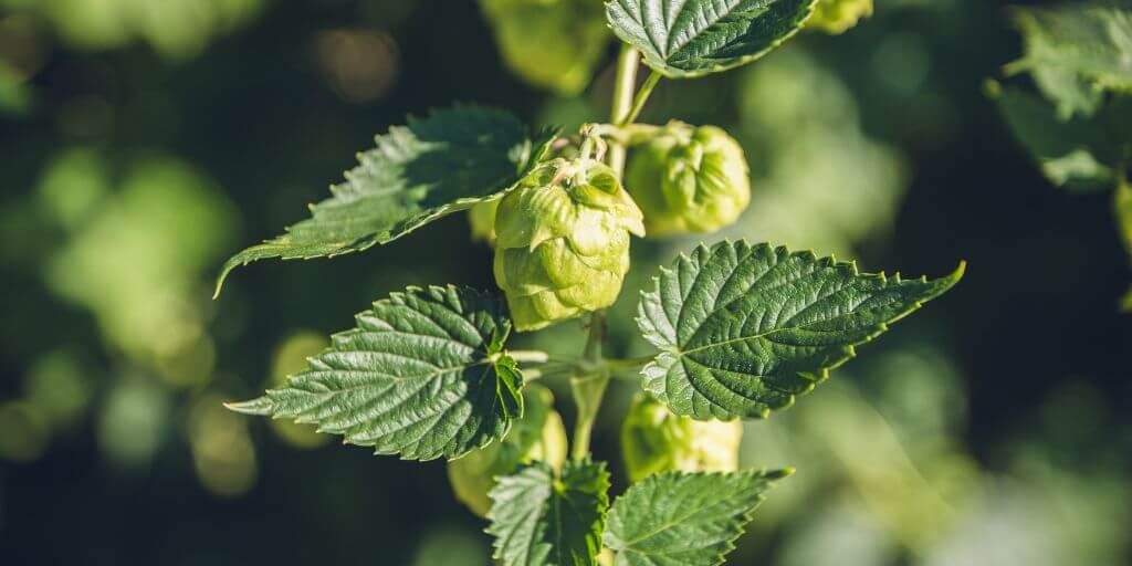 Soil Requirements For Growing Hops