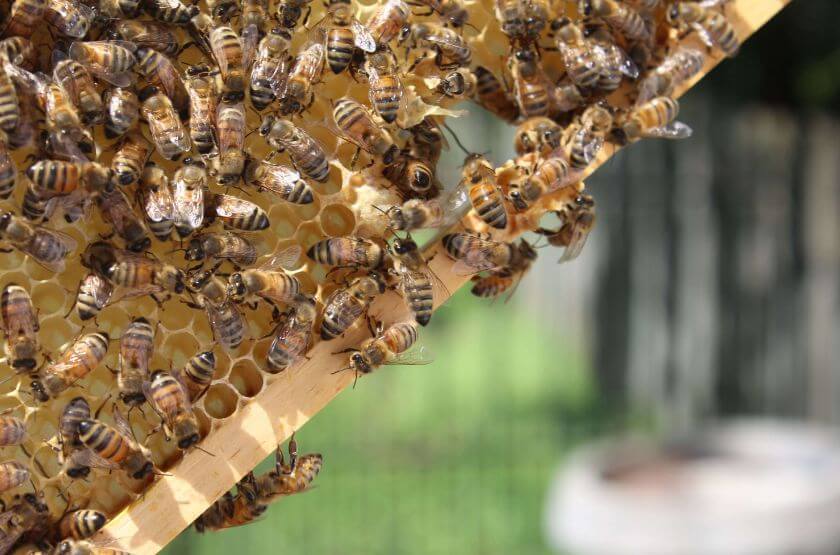 Understanding Honey Bees