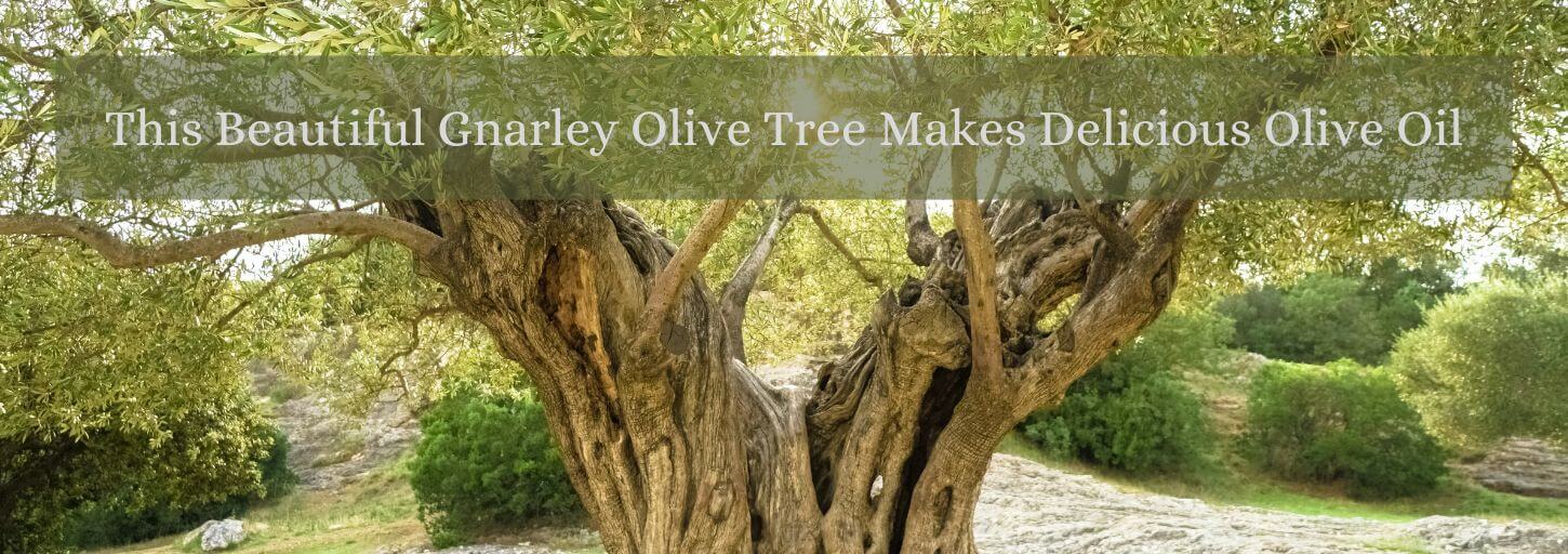 This Beautiful Gnarley Olive Tree Makes Delicious Olive Oil