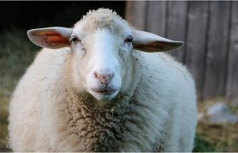 2023 Maryland Sheep & Wool Festival