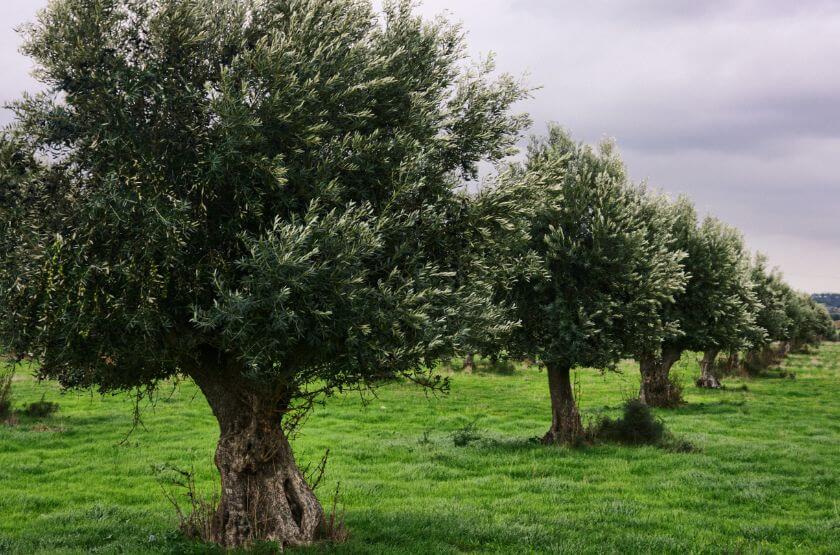 Olive Oil Tree