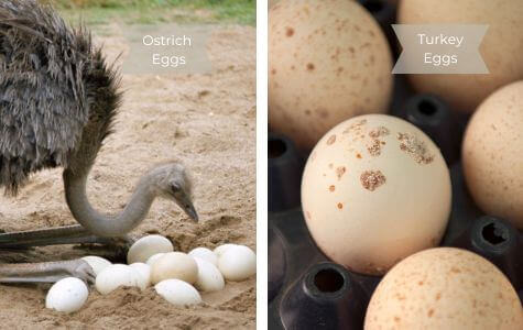 Ostrich Eggs and Turkey Eggs