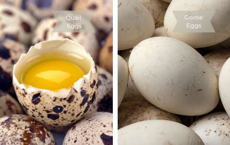 Quail Eggs and Goose Eggs