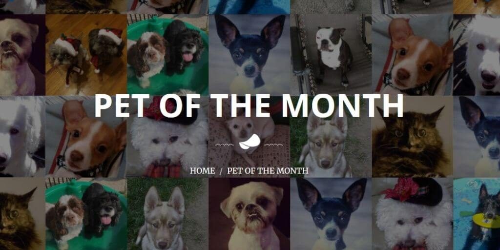 2020 Pet of the Month