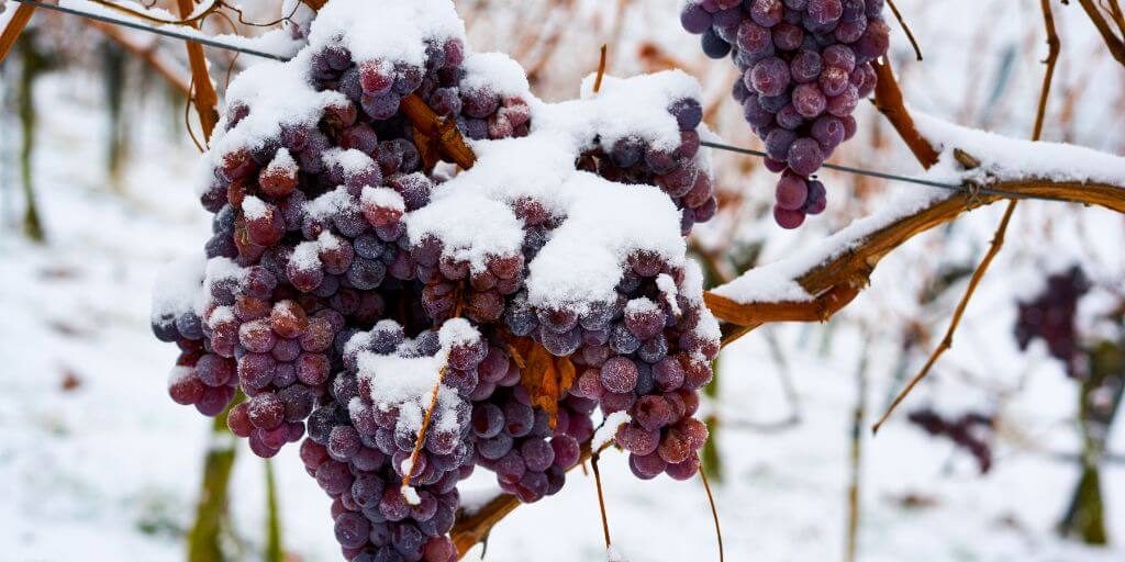 2024 Cold Climate Wine Awards
