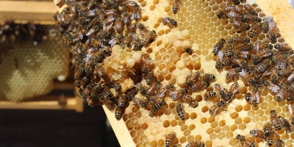2022 Lithopolis Honeyfest - Honey Competition