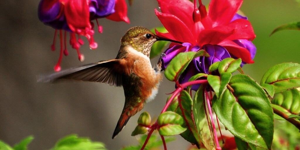 hummingbirdphotocontest1024x512