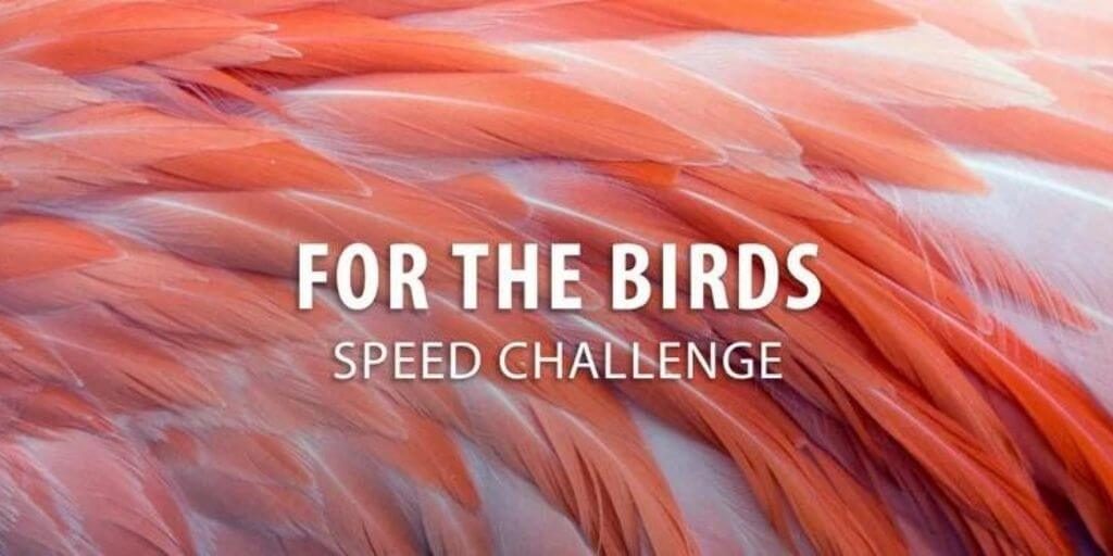 2021 Instructables - For the Birds Speed Challenge