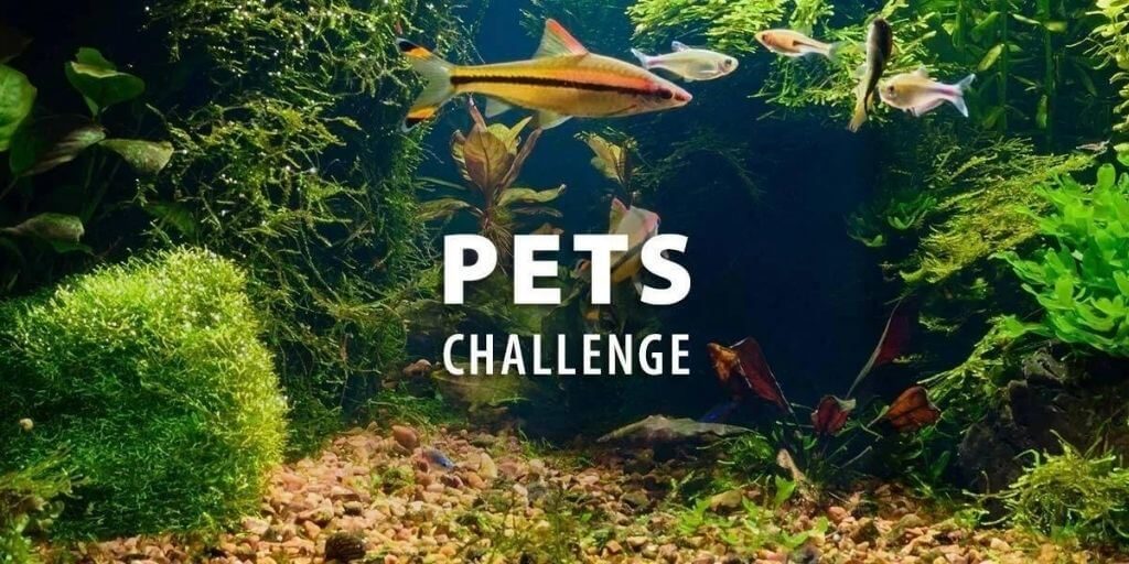 2021 Instructables - Pets Challenge