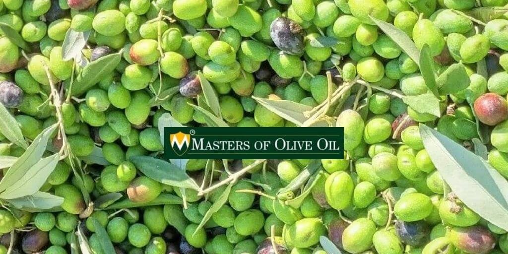 2020 Masters of Olive Oil Competition