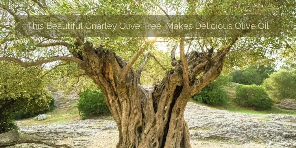 The Beautiful Gnarley Olive Tree Makes Delicious Olive Oil