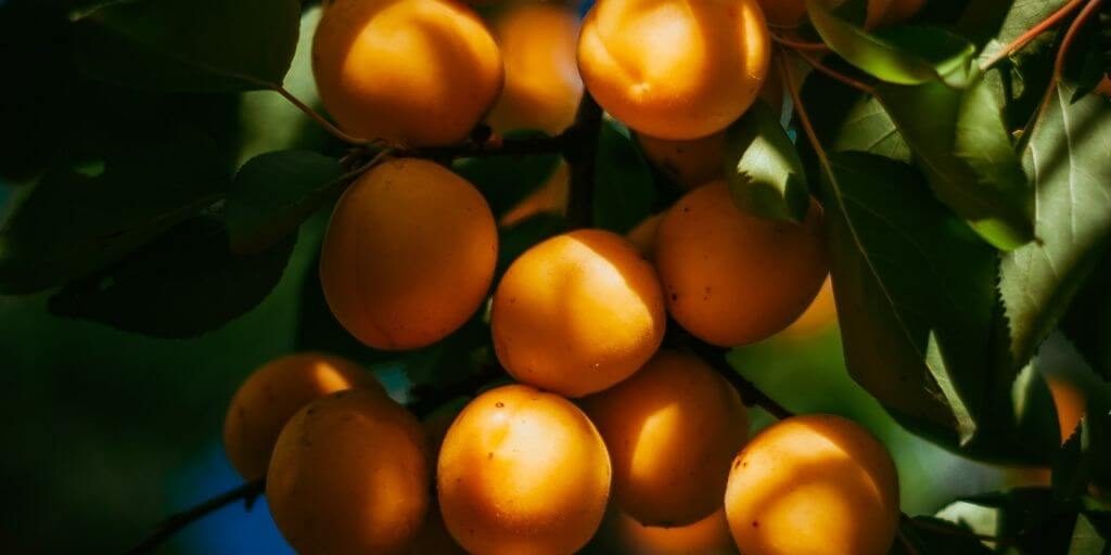 2022 TeaChef – Lots-O-Apricots - May