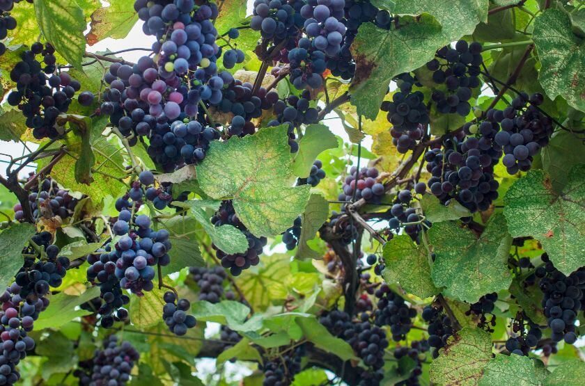 Biodiversity in Wine